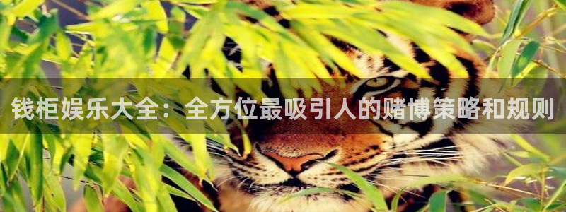 新城平台